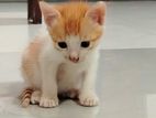 Kitten for Kind Home