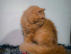Himalayan Cat