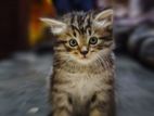 Persian Cat