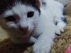 Cat for Kind Home