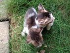 Cat for Kind Home