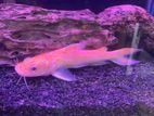Catfish