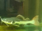 Catfish