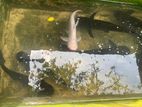 Catfish