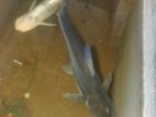 Catfish
