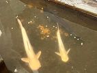 Catfishes