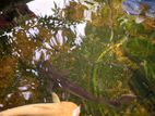 Catfish