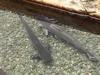 Catfish