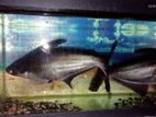 Catfish