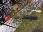 Catfish