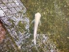 Catfish