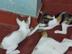 Cat For Kind Home