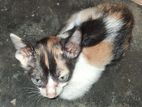 Cat For Kind Home