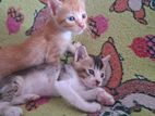 Kittens