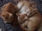 Cats for Kind Home