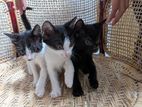 Cats for a Kind Home