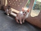 Cats for A Kind Home