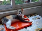 Cats for Kind Home
