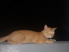 Cat for Kind home