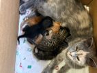 Kitten for Kind Home