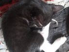 Cats for Kind Home
