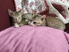 Cat for Kind Home