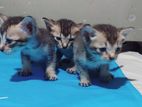 Kittens for Kind Home