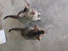 Cats for Kind Home