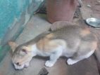 Cats for Kind Home