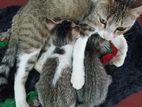Cats for Kind Home