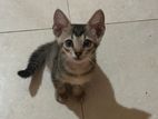 Cats for Kind Home
