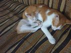 Cat for Kind Home