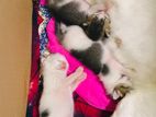 Cat for Kind Home