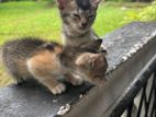 Cats for Kind Home
