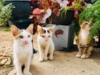 Cats for kind home