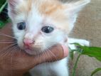 Kittens for A Kind Home