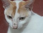 Cats for Kind Home