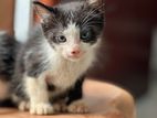 Cats for Kind Home