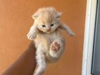 Persian Cats