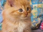Cats