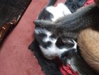 Kitten For A Kind Home