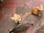 Cats for Kind Home