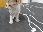 Cats In Need Of A Kind Home