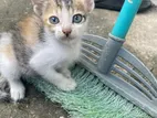Kittens for Kind Home