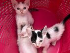 Cats for Kind Home