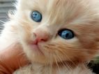 Cats (persian and bengali csts)