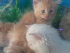 Cats (persian ,bengali , mix breed)