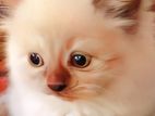 Cats (Perslan and bengali)