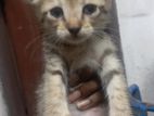 Cat for Kind Home