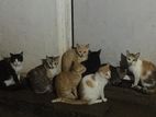 Cats for Kind Home